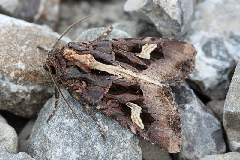 Trigonophora (Trigonophora) flammea